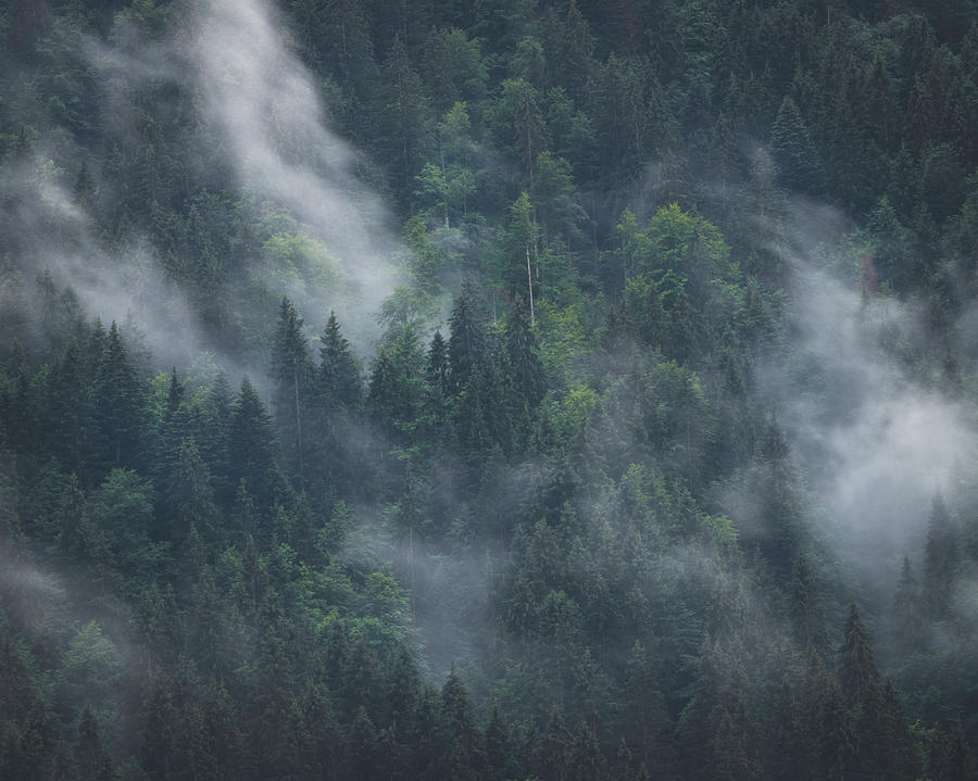 Into deep forest by Dalibor Hanzal Into deep forest by Dalibor Hanzal