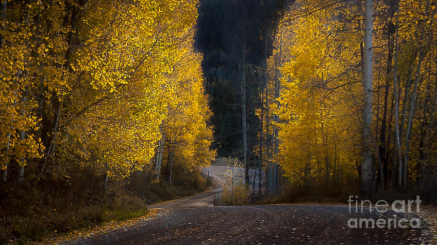 Into Fall Photograph by Steven Reed