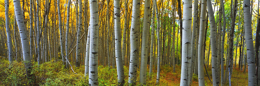 Into The Aspens Photograph by Eggers Photography