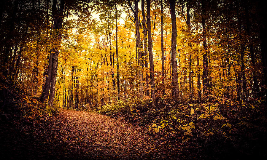 Into The Autumn Woods Photograph by Karl Anderson