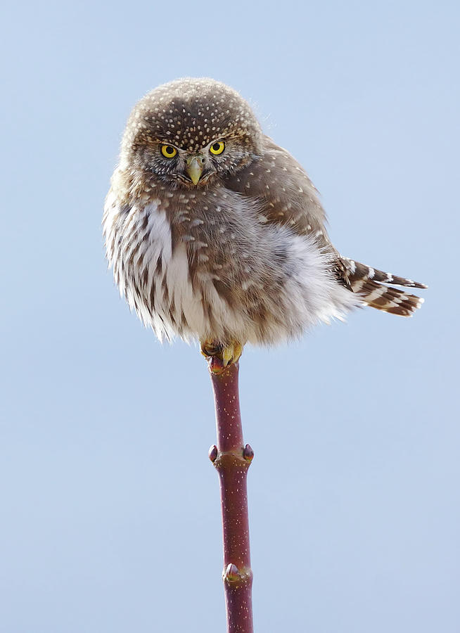 Owl Photograph - Owl On Top by Mark Hryciw