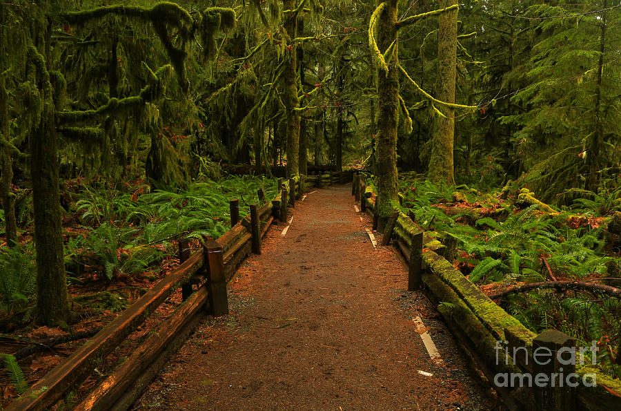 Into The Canadian Rainforest Photograph by Adam Jewell
