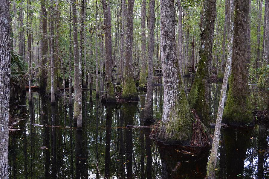 Into the Cypress Swamp Photograph by Warren Thompson