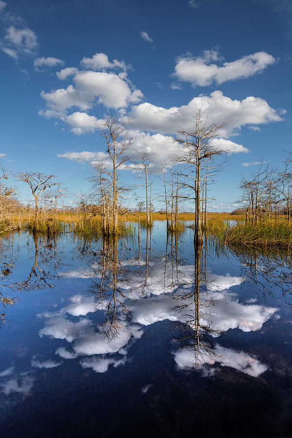 Into the Everglades Blue Photograph by Debra and Dave Vanderlaan