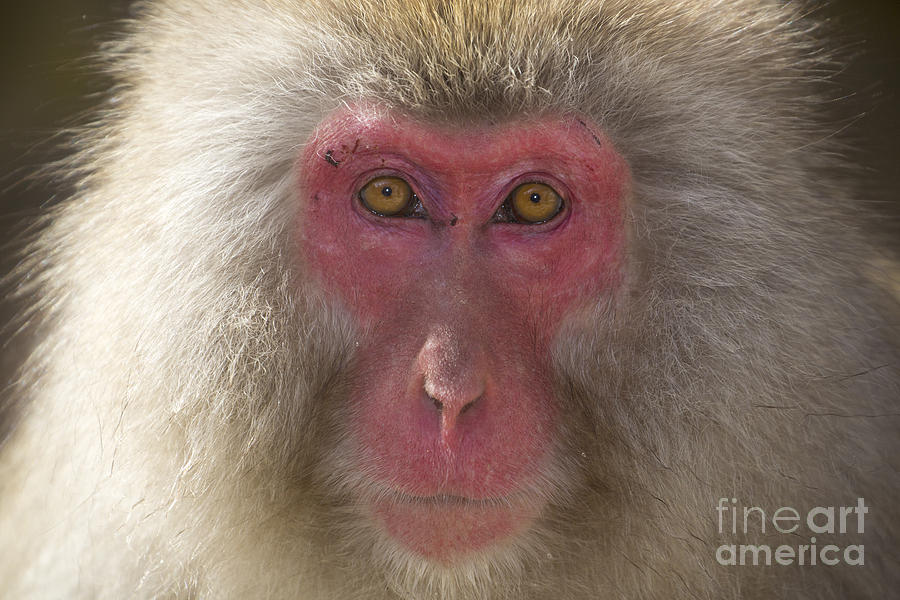 Monkey Photograph - Into the Eyes and Soul by Leigh Lofgren