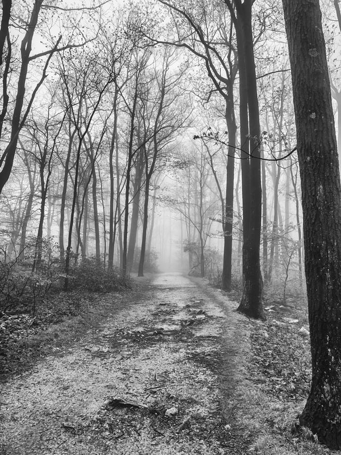 Into the fog black and white Photograph by Luis Lugo - Fine Art America