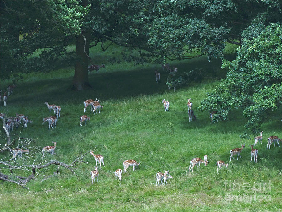 Landscape Photograph - Into the Forest - Fallow Deer by Phil Banks