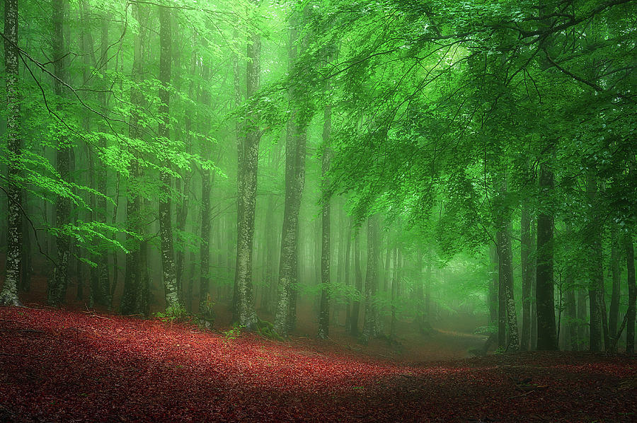 Into the forest Photograph by Mikel Martinez de Osaba
