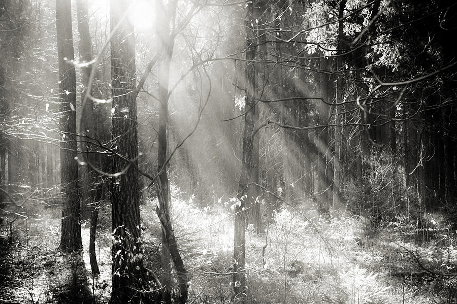 Into The Forest - No. 8 Photograph by Dorit Fuhg