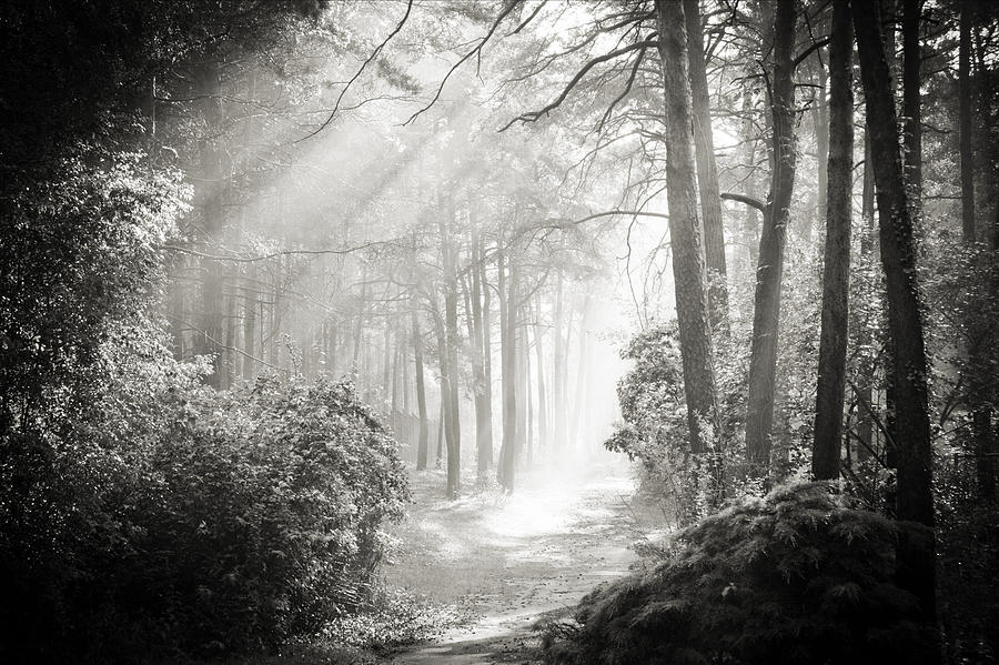 Tree Photograph - Into the Forest - Nr. 2 by Dorit Fuhg