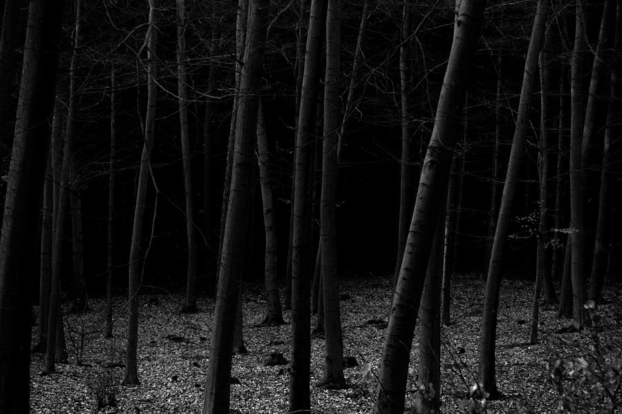 Silent Woods Photograph by Dorit Fuhg