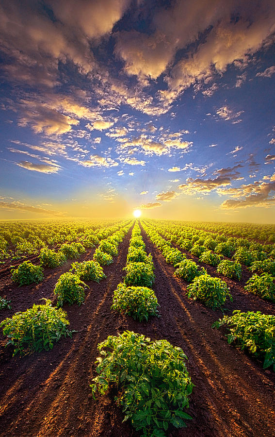 Cabbage Photograph - Into The Future by Phil Koch