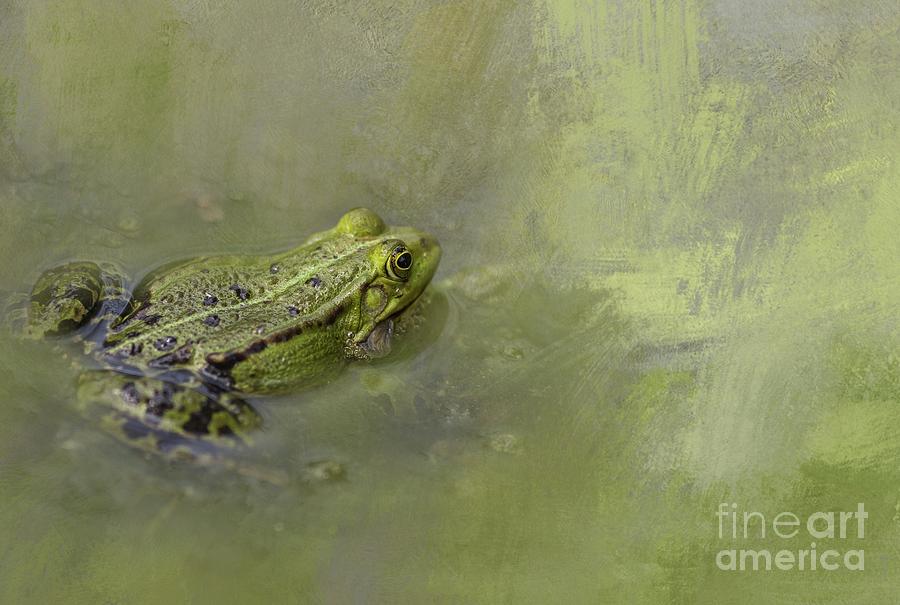 Green Frog Photograph - Into the Green by Eva Lechner