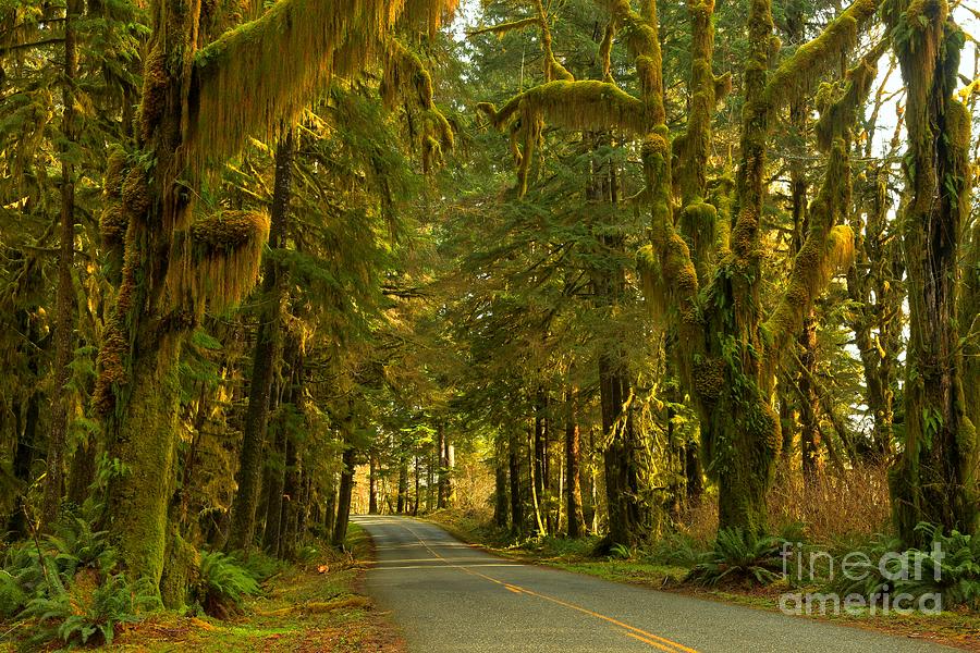 Into The Hoh Rainforest Photograph by Adam Jewell