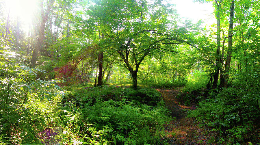 Jungle Photograph - Into the jungle by Holly Cyr Jungle Photograph - Into the jungle by Holly Cyr