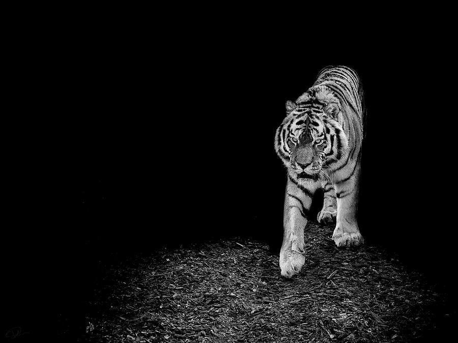 Tiger Photograph - Into the light by Paul Neville