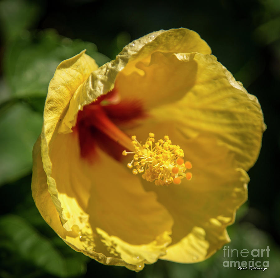 Into The Light Yellow Hibiscus Flower Kauai Collection Art Photograph by Reid Callaway