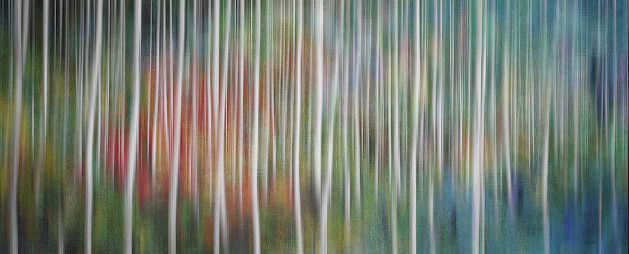 Forest Photograph - Into the Magical Forest by Andrea Kollo Forest Photograph - Into the Magical Forest by Andrea Kollo