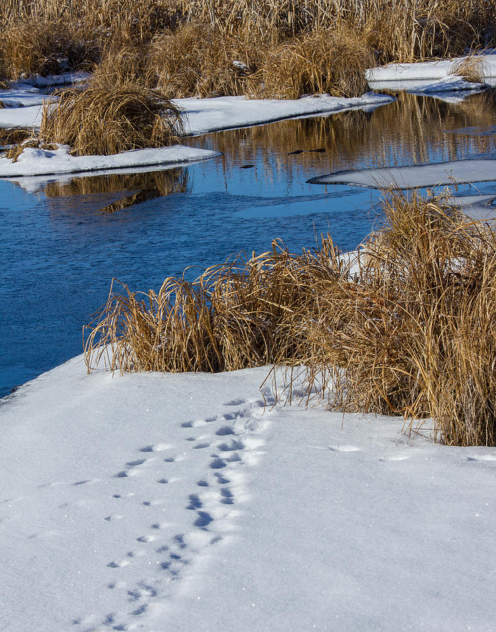 Winter Photograph - Into the Marsh by Penny Meyers