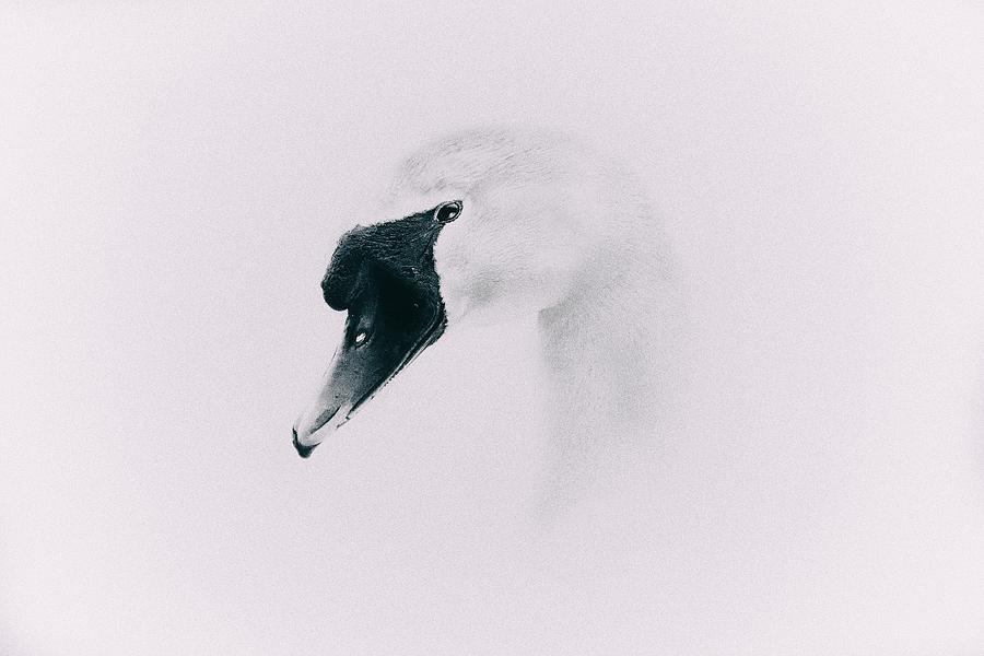 Swan Photograph - Into The Mind by Jaroslav Buna
