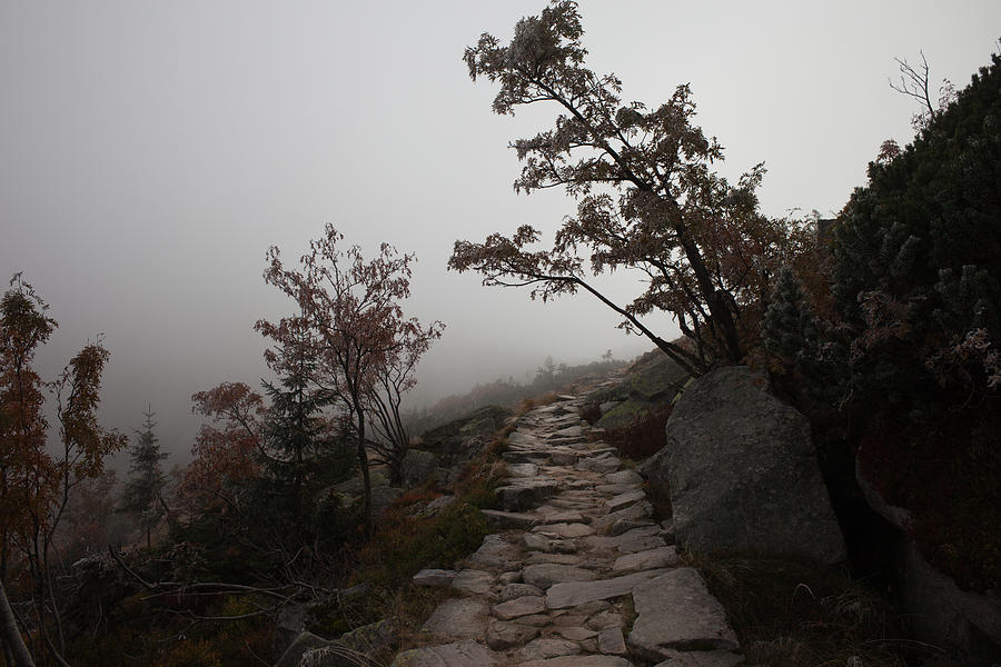 Into the Mist Photograph by Artur Bogacki