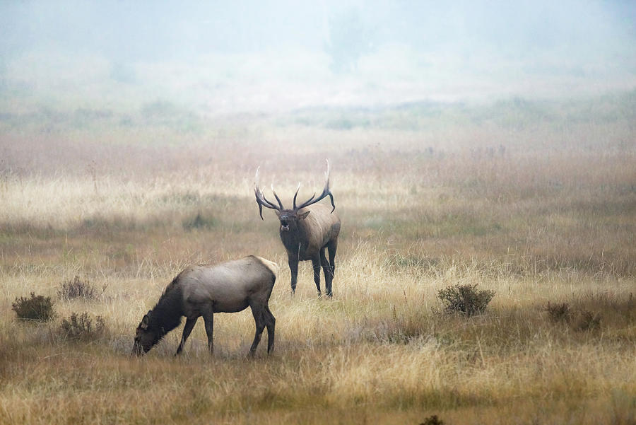 Into the Mist by Bitter Buffalo Photography Into the Mist by Bitter Buffalo Photography