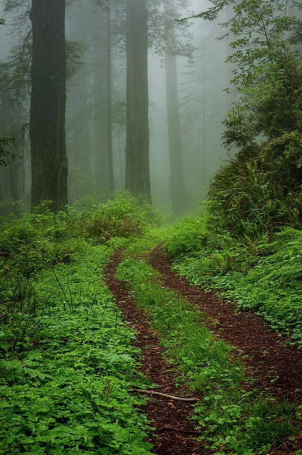 Into the Mist Photograph by George Buxbaum