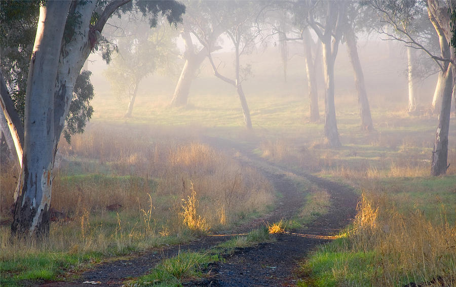 Landscape Photograph - Into the Mist by Michael Dawson