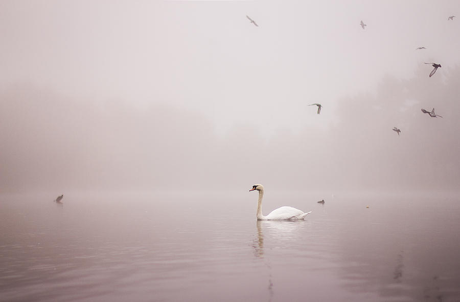 Swan Photograph - Into the Mists by Arianna Petrovan