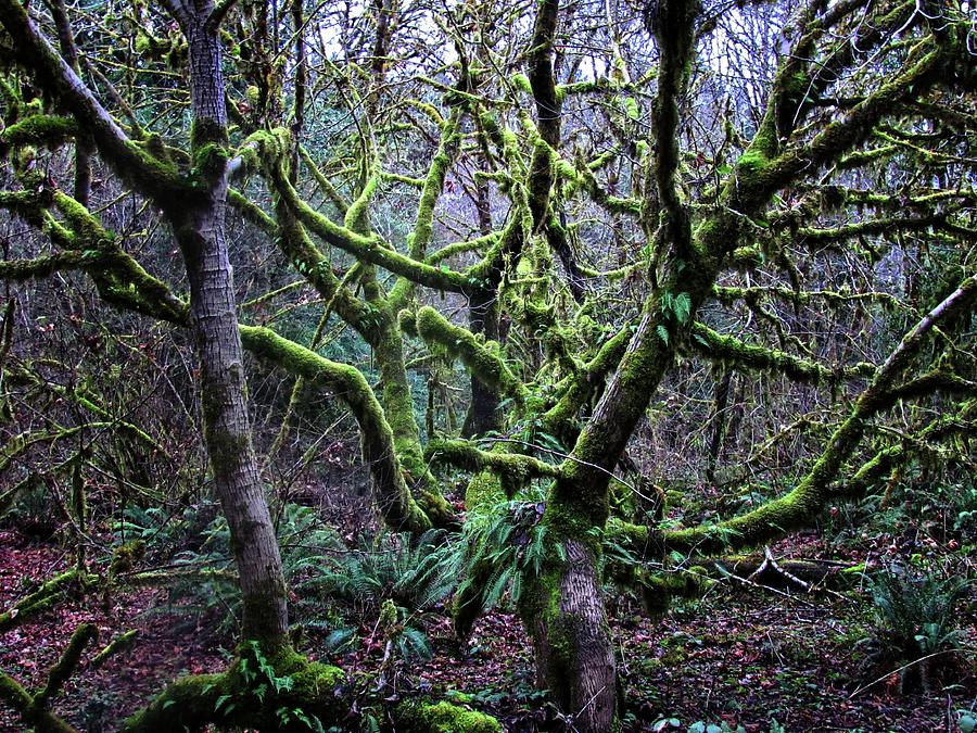 Into The Mossy Forest Photograph by KATIE Vigil