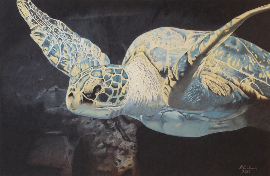 Turtle Drawing - Into The Mystic by David Cochran