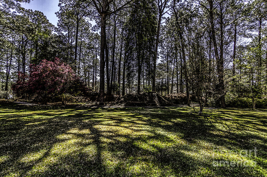 Into the Piney Woods  Photograph by Ken Frischkorn