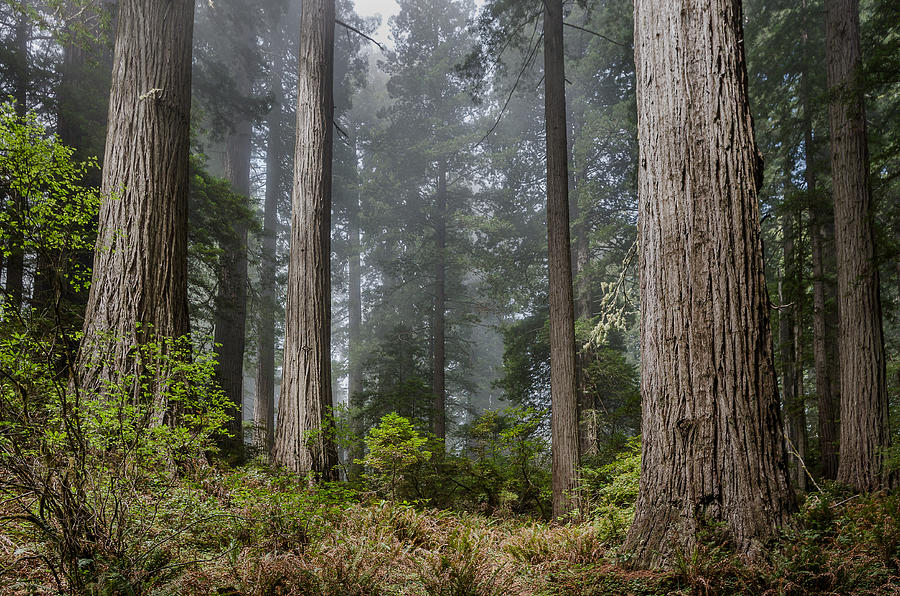 Into the Redwood Forest Photograph by Greg Nyquist