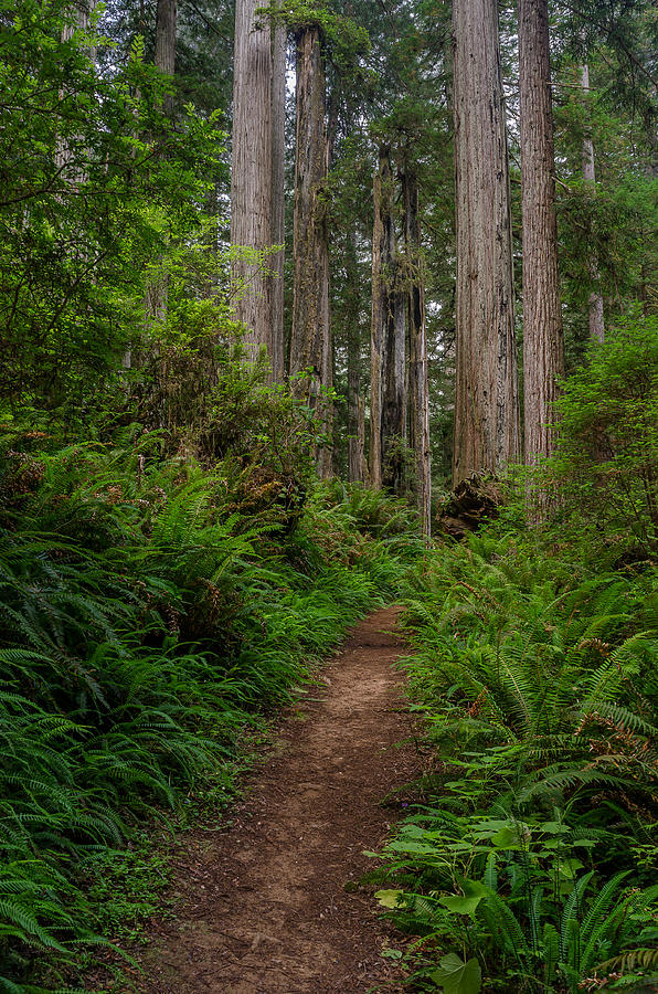 Into the Redwoods Photograph by Greg Nyquist