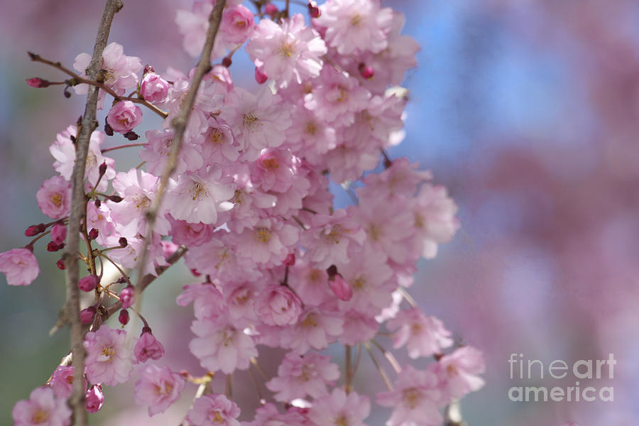 Flower Photograph - Into the Sakura - Japanese Cherry Blossom by Christina Gupfinger