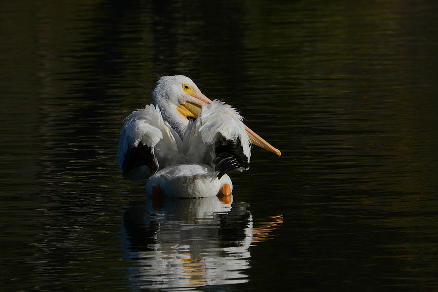 Pelican Photograph - Into The Shadows by Fraida Gutovich