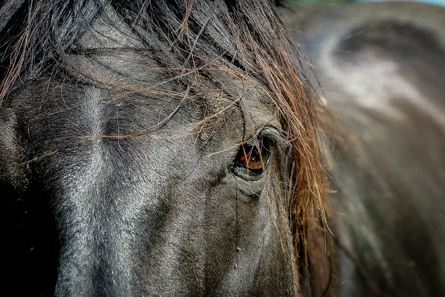 Horse Photograph - Into The Soul  by Laine Smith-MemoryLaine