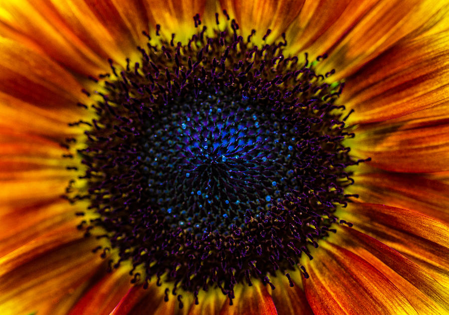 Sunflower Photograph - Into The Sun by Brian Manfra