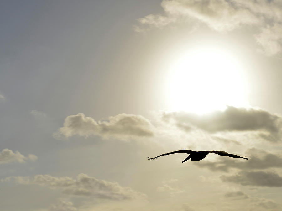 Bird Photograph - Into the Sun by Sebastien Coursol Bird Photograph - Into the Sun by Sebastien Coursol