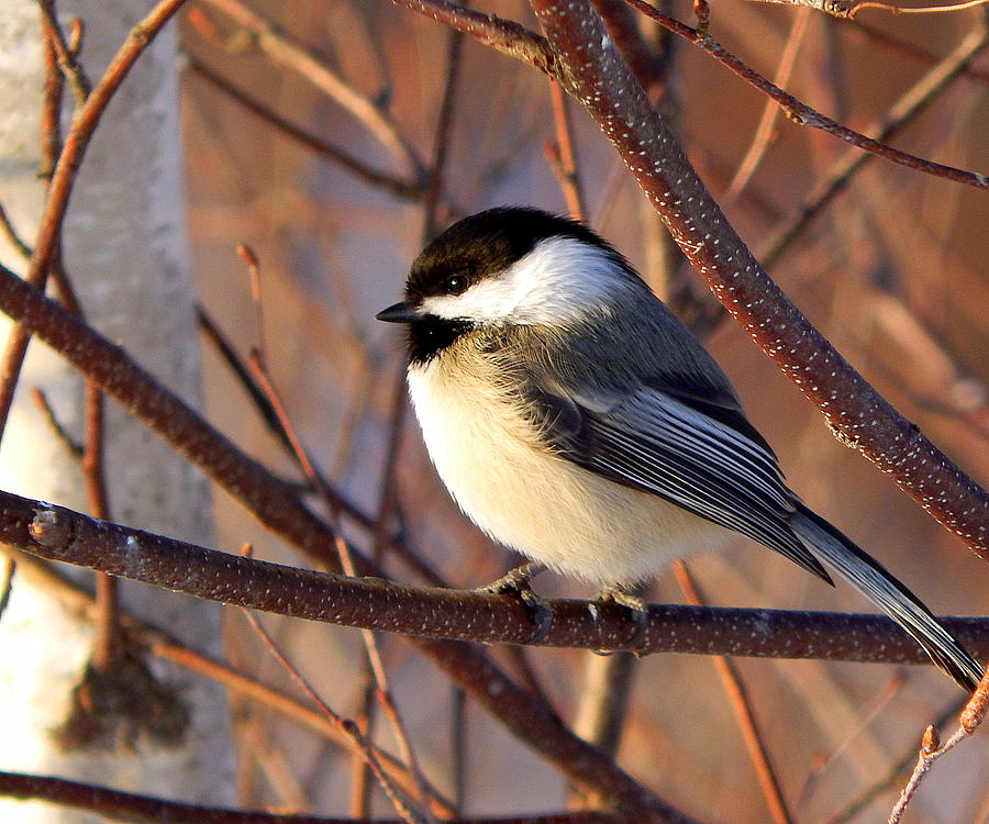 Chickadee Photograph - Into the sunset by Karen Cook