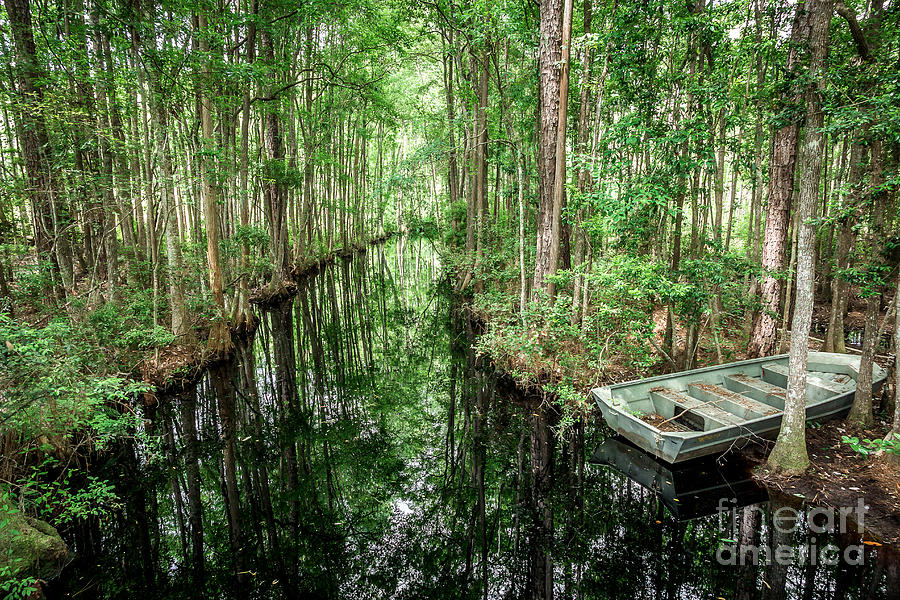 Into the Swamp Photograph by Joan McCool