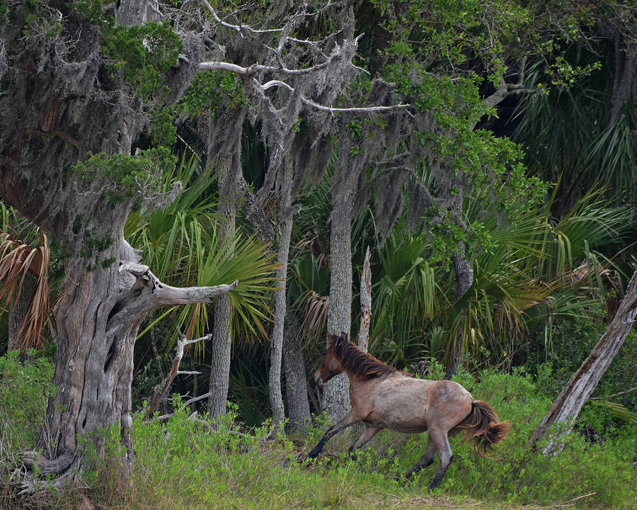Brush Photograph - Into the Thicket of Cumberland Island by Carla Parris