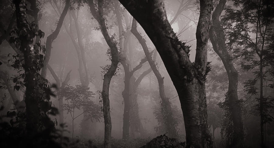 Tree Photograph - Into the wild by Krishnan Srinivasan