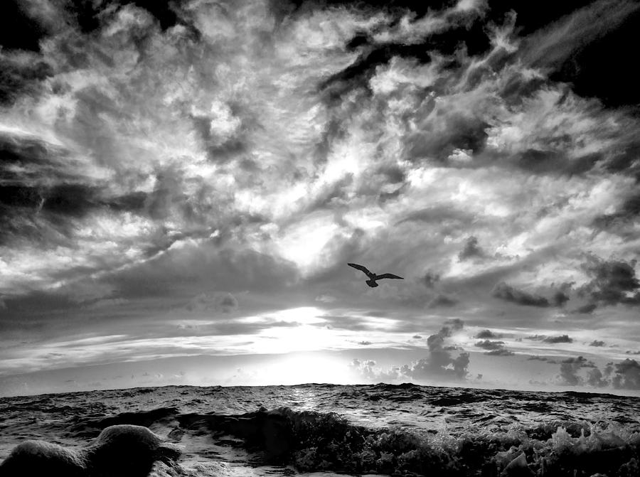 Seagull Photograph - Into the wild sky. by Andrew Royston