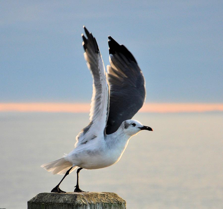 Seagull Photograph - Into the Wind by Sally Falkenhagen