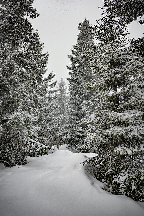 Into The Winter Woods Photograph By Svetlana Sewell - Fine Art America