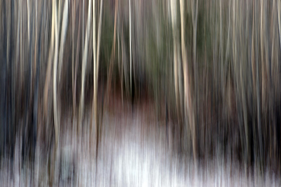 Spirit Of The Forest Photograph - Into The Woods by Bill Morgenstern