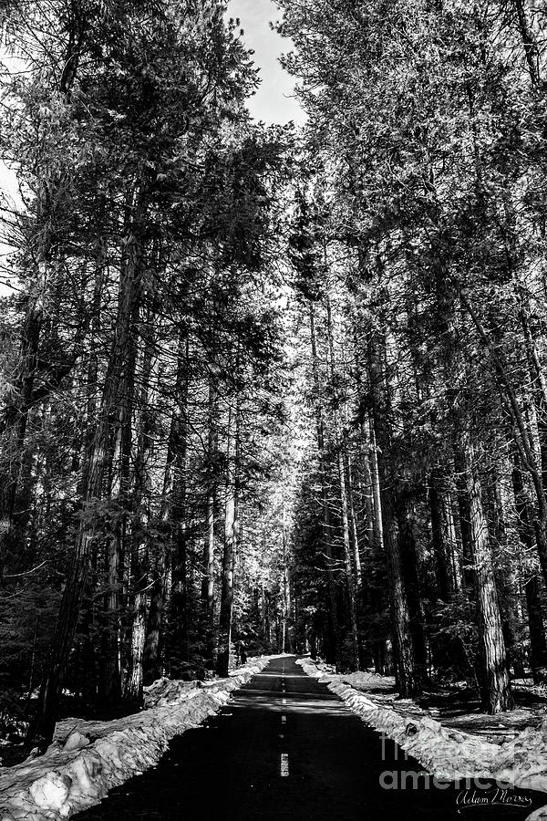 Into the Woods, Black and White Photograph by Adam Morsa