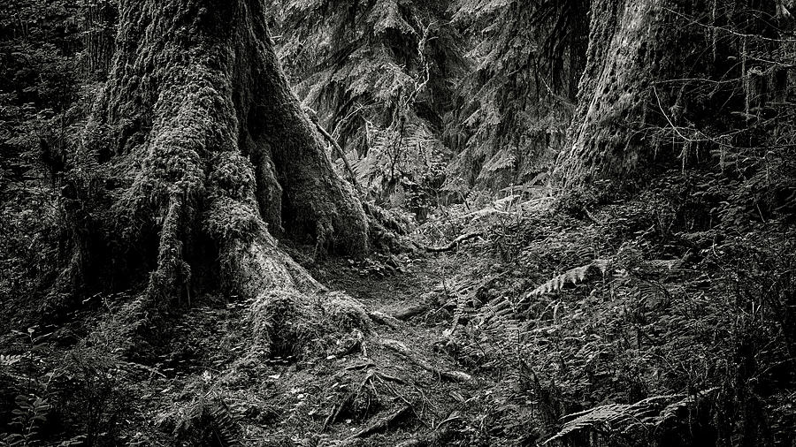 Into The Woods - Black and White Photograph by Stephen Stookey