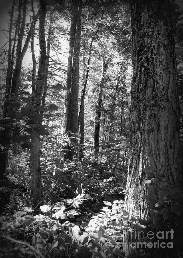 Into the Woods BW Photograph by Susan Lafleur